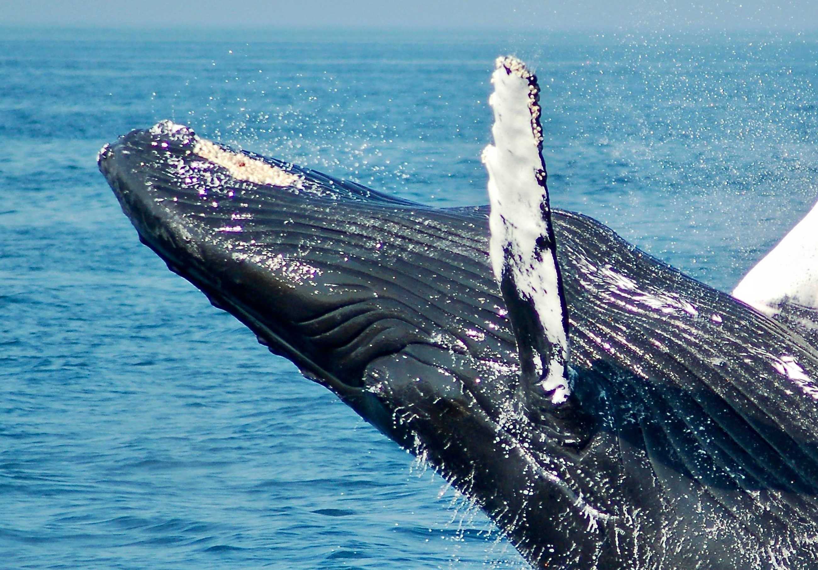 Save our climate and protect the whales Project Image
